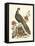 Regal Pheasants III-George Edwards-Framed Stretched Canvas