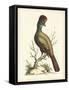Regal Pheasants IV-George Edwards-Framed Stretched Canvas
