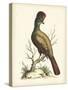 Regal Pheasants IV-George Edwards-Stretched Canvas