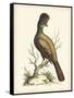 Regal Pheasants IV-George Edwards-Framed Stretched Canvas