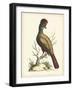 Regal Pheasants IV-George Edwards-Framed Art Print