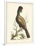 Regal Pheasants IV-George Edwards-Framed Art Print