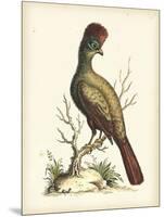 Regal Pheasants IV-George Edwards-Mounted Art Print