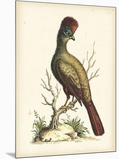 Regal Pheasants IV-George Edwards-Mounted Art Print