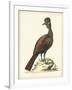 Regal Pheasants V-George Edwards-Framed Art Print