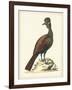 Regal Pheasants V-George Edwards-Framed Art Print