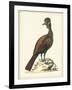 Regal Pheasants V-George Edwards-Framed Art Print