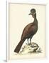 Regal Pheasants V-George Edwards-Framed Art Print