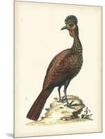 Regal Pheasants V-George Edwards-Mounted Art Print