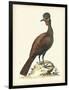 Regal Pheasants V-George Edwards-Framed Art Print