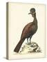 Regal Pheasants V-George Edwards-Stretched Canvas