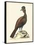 Regal Pheasants V-George Edwards-Framed Stretched Canvas