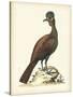 Regal Pheasants V-George Edwards-Stretched Canvas