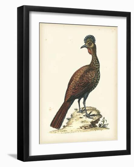 Regal Pheasants V-George Edwards-Framed Art Print