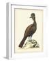 Regal Pheasants V-George Edwards-Framed Art Print