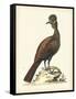 Regal Pheasants V-George Edwards-Framed Stretched Canvas