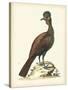 Regal Pheasants V-George Edwards-Stretched Canvas