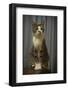 Regal Tabby Cat  2020  (photograph)-Ant Smith-Framed Photographic Print