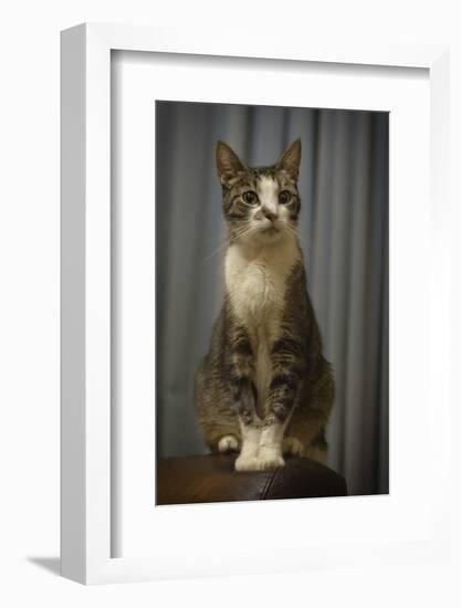 Regal Tabby Cat  2020  (photograph)-Ant Smith-Framed Photographic Print