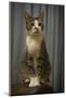 Regal Tabby Cat  2020  (photograph)-Ant Smith-Mounted Photographic Print