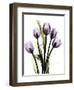 Regal Tulip B13-Albert Koetsier-Framed Art Print