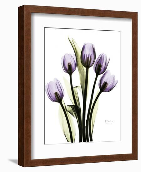 Regal Tulip B13-Albert Koetsier-Framed Art Print