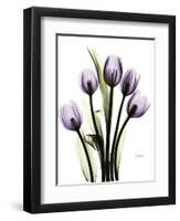 Regal Tulip B13-Albert Koetsier-Framed Art Print