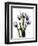 Regal Tulip B13-Albert Koetsier-Framed Art Print