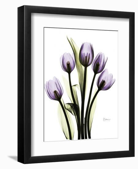 Regal Tulip B13-Albert Koetsier-Framed Art Print