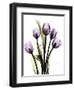 Regal Tulip B13-Albert Koetsier-Framed Art Print