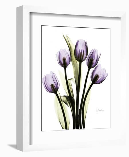 Regal Tulip B13-Albert Koetsier-Framed Art Print