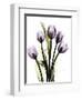 Regal Tulip B13-Albert Koetsier-Framed Art Print