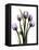 Regal Tulip B13-Albert Koetsier-Framed Stretched Canvas
