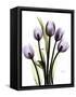 Regal Tulip B13-Albert Koetsier-Framed Stretched Canvas