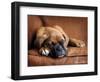 Regal-Rachael Hale-Framed Photographic Print