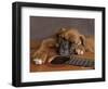 Regal-Rachael Hale-Framed Photographic Print