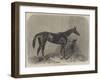 Regalia, the Winner of the Oaks-Harry Hall-Framed Giclee Print