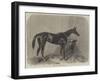 Regalia, the Winner of the Oaks-Harry Hall-Framed Giclee Print