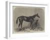 Regalia, the Winner of the Oaks-Harry Hall-Framed Giclee Print