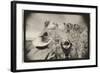 Regarding Mt. Rushmore, South Dakota, USA-Theo Westenberger-Framed Photographic Print