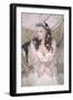 Regency Bride-Winter Wolf-Framed Photographic Print