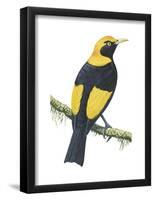 Regent Bowerbird (Sericulus Chrysocephalus), Birds-Encyclopaedia Britannica-Framed Poster
