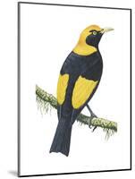 Regent Bowerbird (Sericulus Chrysocephalus), Birds-Encyclopaedia Britannica-Mounted Poster