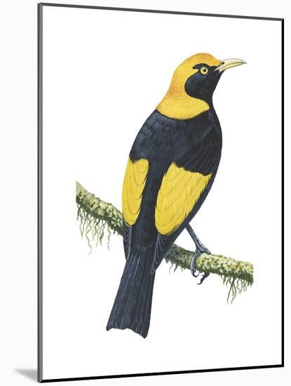 Regent Bowerbird (Sericulus Chrysocephalus), Birds-Encyclopaedia Britannica-Mounted Poster