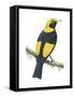 Regent Bowerbird (Sericulus Chrysocephalus), Birds-Encyclopaedia Britannica-Framed Stretched Canvas