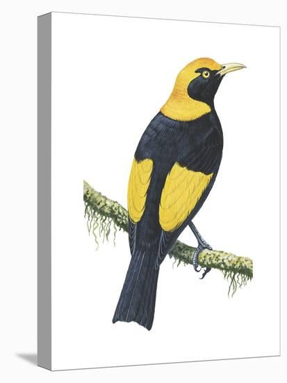 Regent Bowerbird (Sericulus Chrysocephalus), Birds-Encyclopaedia Britannica-Stretched Canvas