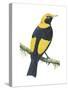 Regent Bowerbird (Sericulus Chrysocephalus), Birds-Encyclopaedia Britannica-Stretched Canvas