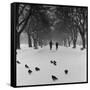 Regent's Park, London. Pigeons on a Snowy Path with People Walking Away Through an Avenue of Trees-John Gay-Framed Stretched Canvas