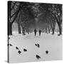 Regent's Park, London. Pigeons on a Snowy Path with People Walking Away Through an Avenue of Trees-John Gay-Stretched Canvas