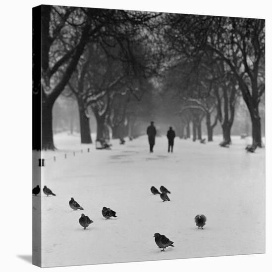 Regent's Park, London. Pigeons on a Snowy Path with People Walking Away Through an Avenue of Trees-John Gay-Stretched Canvas